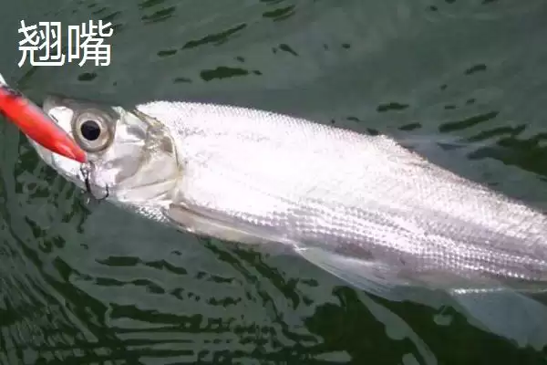 红尾鱼的产地主要在哪里呢,红尾鱼主要分布于黑龙江的干、支流吗插图5 红尾鱼的产地主要在哪里呢,红尾鱼主要分布于黑龙江的干、支流吗插图5