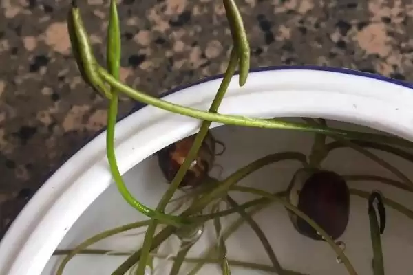 荷花种子如何进行种植呢,荷花种子可直接用塘泥进行养护种植吗插图7 荷花种子如何进行种植呢,荷花种子可直接用塘泥进行养护种植吗插图7