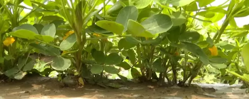 花生培土技巧迎针培土啥时合适,花生迎针培土技巧,掌握适期重要吗?插图 花生培土技巧迎针培土啥时合适,花生迎针培土技巧,掌握适期重要吗?插图