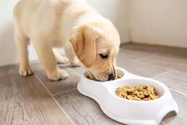 狗狗过敏性皮炎因何而起,狗狗过敏性皮炎由喂食、光照、寄生虫等引起吗插图6 狗狗过敏性皮炎因何而起,狗狗过敏性皮炎由喂食、光照、寄生虫等引起吗插图6