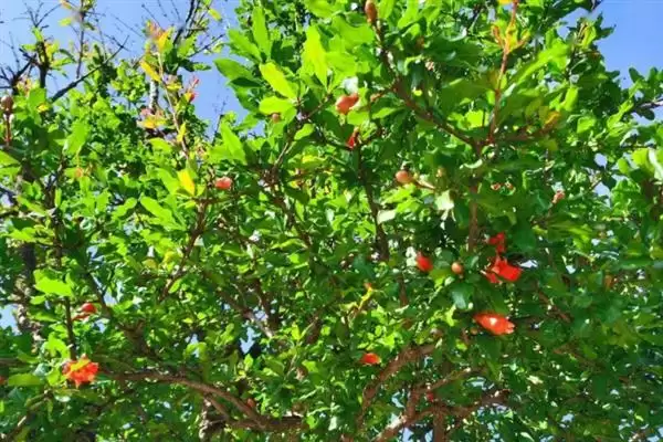 花石榴果石榴形态花期习性咋不同,花石榴和果石榴有什么区别,差异在哪?插图4 花石榴果石榴形态花期习性咋不同,花石榴和果石榴有什么区别,差异在哪?插图4
