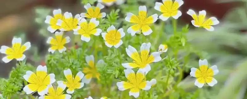 荷包蛋花的养殖方法是什么,荷包蛋花喜欢在湿润的环境中进行养殖吗-会东网