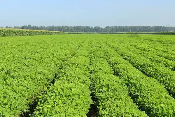 花生种植时间《《7月种要注意啥,花生《《7月份可以种吗,能种但咋管理?插图3 花生种植时间《《7月种要注意啥,花生《《7月份可以种吗,能种但咋管理?插图3