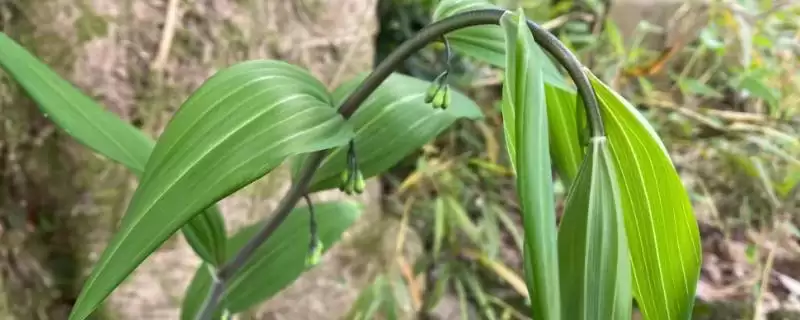 黄精产地分布种类多产地广,黄精的产地,分布情况是这样吗?插图 黄精产地分布种类多产地广,黄精的产地,分布情况是这样吗?插图