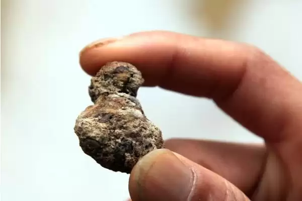 狗得了结石怎么解决,狗结石小且症状轻可药物治疗吗插图7