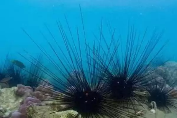 海胆刺有没有毒性呢,海胆有叉棘和棘两种产生毒素的器官吗插图8 海胆刺有没有毒性呢,海胆有叉棘和棘两种产生毒素的器官吗插图8