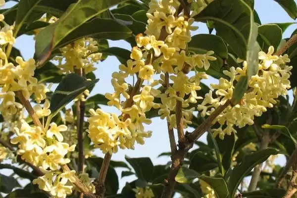 桂花的花语有着什么寓意,桂花花语寓意清新脱俗、学业有成等吗插图3 桂花的花语有着什么寓意,桂花花语寓意清新脱俗、学业有成等吗插图3