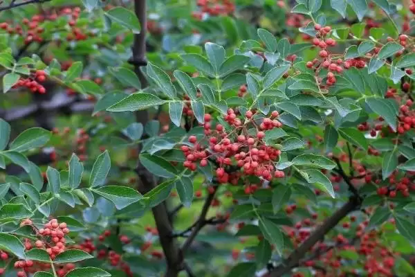 花椒夏季管理夏季修剪2-3次够吗,花椒夏季种植管理技术,修剪次数合理吗?插图2 花椒夏季管理夏季修剪2-3次够吗,花椒夏季种植管理技术,修剪次数合理吗?插图2