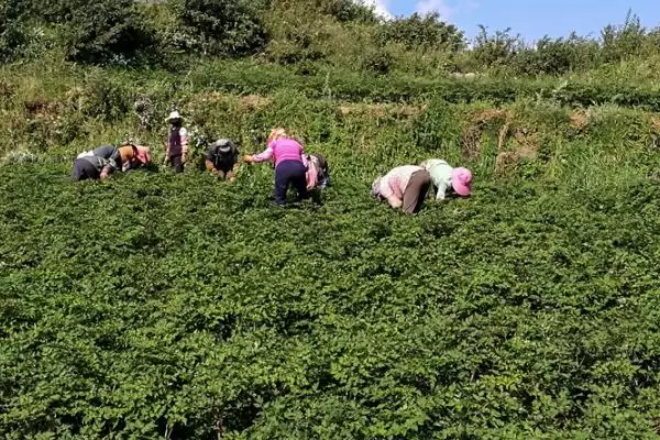 规模化种植药材有何误区,规模化种植药材种单一品种风险更大吗插图3 规模化种植药材有何误区,规模化种植药材种单一品种风险更大吗插图3