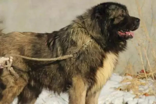 高加索犬智力排名问题 ,高加索犬的智力排在第几名插图2 高加索犬智力排名问题 ,高加索犬的智力排在第几名插图2