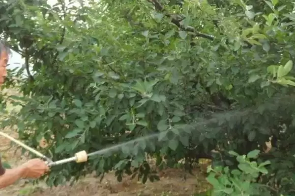 果树白粉病用什么药治疗,果树不同生长期白粉病的用药方法不同吗插图3 果树白粉病用什么药治疗,果树不同生长期白粉病的用药方法不同吗插图3