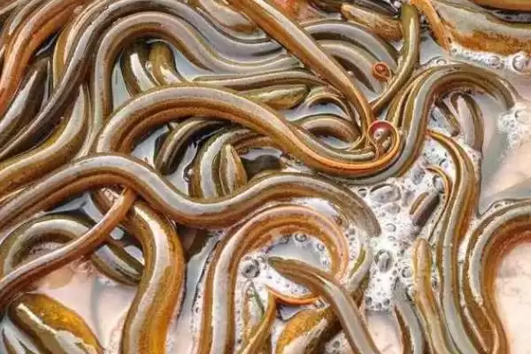 黄鳝病害防治清洗换水能防,黄鳝腐皮病与烂尾病怎么防治，方法有效？插图1
