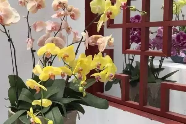 海棠树的开花时间是什么时候,海棠树一般开花时间为4-5月份吗插图3