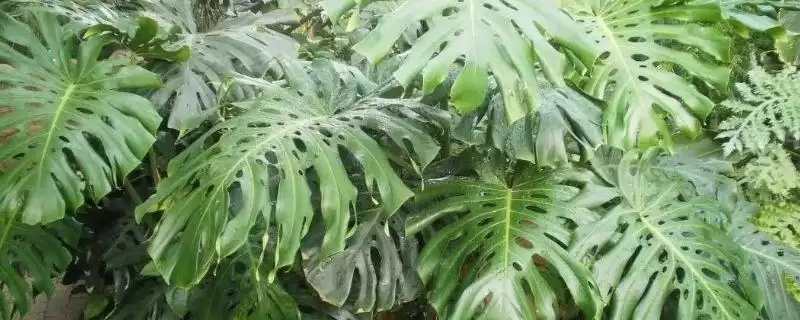 龟背竹怎么长成老桩形态,龟背竹将根茎截取下来能养成老桩吗插图 龟背竹怎么长成老桩形态,龟背竹将根茎截取下来能养成老桩吗插图