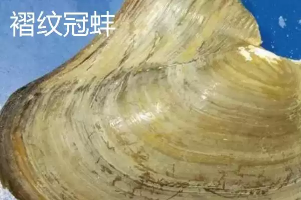 河蚌里面有珍珠这种情况吗,河蚌并不是每个里面都有珍珠是真的吗插图3 河蚌里面有珍珠这种情况吗,河蚌并不是每个里面都有珍珠是真的吗插图3
