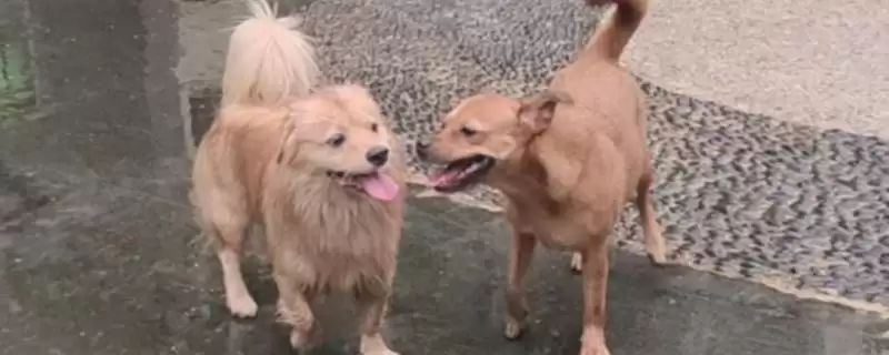 狗得了结石怎么解决,狗结石小且症状轻可药物治疗吗-会东网