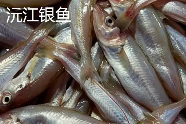湖南益阳特产水竹凉席之乡有何特产,湖南益阳作为水竹凉席之乡特产是啥?插图6 湖南益阳特产水竹凉席之乡有何特产,湖南益阳作为水竹凉席之乡特产是啥?插图6