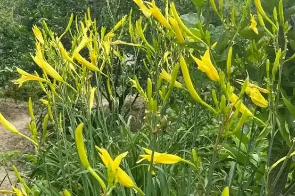 黄花菜与萱草叶片花期花朵咋异,黄花菜和大花萱草的区别,差异在哪呢?插图3 黄花菜与萱草叶片花期花朵咋异,黄花菜和大花萱草的区别,差异在哪呢?插图3