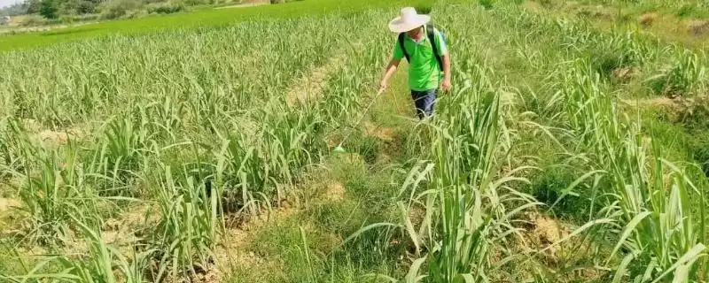 甘蔗使用除草剂误区,对甘蔗使用除草剂存在哪些误区-会东网