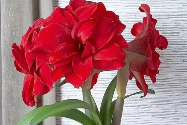 吉祥花种类问牡丹莲花是吗,吉祥花是哪种花,真的是这些吗?插图3 吉祥花种类问牡丹莲花是吗,吉祥花是哪种花,真的是这些吗?插图3
