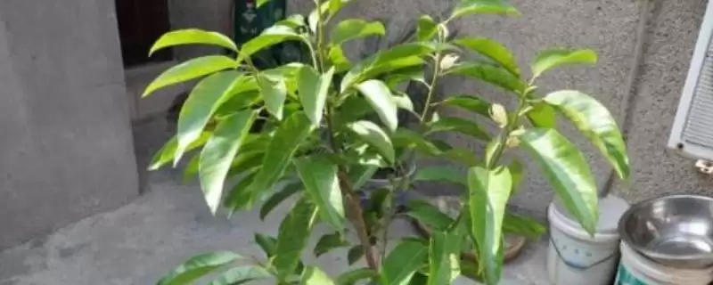 黄角兰叶发焦浇水光温不适所致,黄角兰叶子发焦的原因,是什么导致的?插图 黄角兰叶发焦浇水光温不适所致,黄角兰叶子发焦的原因,是什么导致的?插图