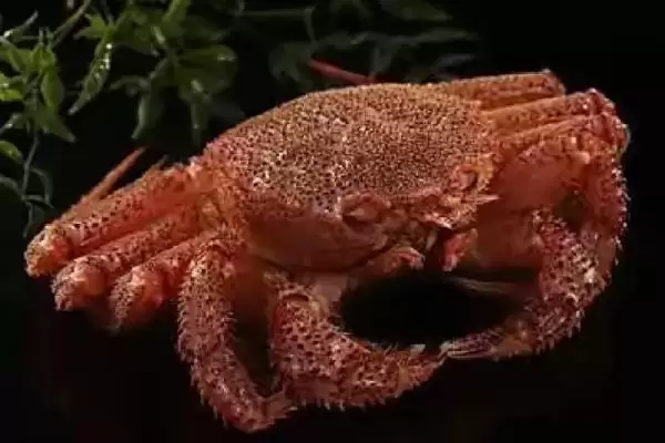 红毛蟹是什么种类的蟹呢,红毛蟹因体色呈红色而得名是这样吗插图1 红毛蟹是什么种类的蟹呢,红毛蟹因体色呈红色而得名是这样吗插图1