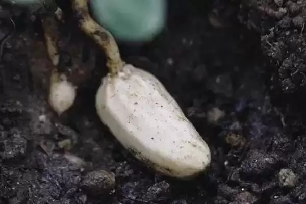 花生培土技巧迎针培土啥时合适,花生迎针培土技巧,掌握适期重要吗?插图2 花生培土技巧迎针培土啥时合适,花生迎针培土技巧,掌握适期重要吗?插图2