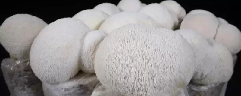 猴头菇的产地主要在哪里呢,猴头菇产地主要在我国东北三省地区吗插图 猴头菇的产地主要在哪里呢,猴头菇产地主要在我国东北三省地区吗插图