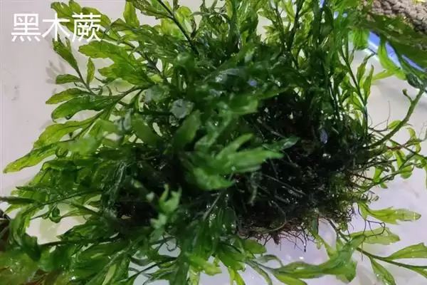 凤尾蕨与黑木蕨差异 ,凤尾蕨和黑木蕨有何区插图4 凤尾蕨与黑木蕨差异 ,凤尾蕨和黑木蕨有何区插图4
