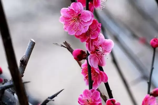 红梅的花期在什么时候呢,红梅花期通常集中在冬春季节吗插图2 红梅的花期在什么时候呢,红梅花期通常集中在冬春季节吗插图2