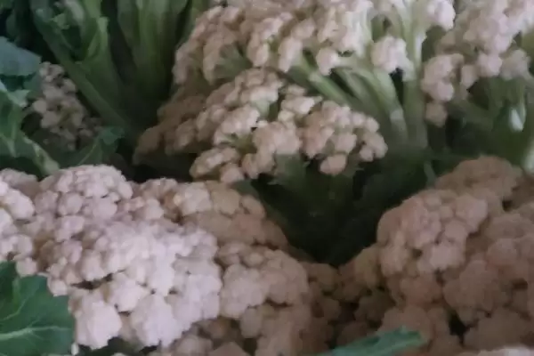 花菜黑点能吃吗黑点大了就不能吃,花菜上面黑点还能吃吗,多大不能吃?插图1 花菜黑点能吃吗黑点大了就不能吃,花菜上面黑点还能吃吗,多大不能吃?插图1