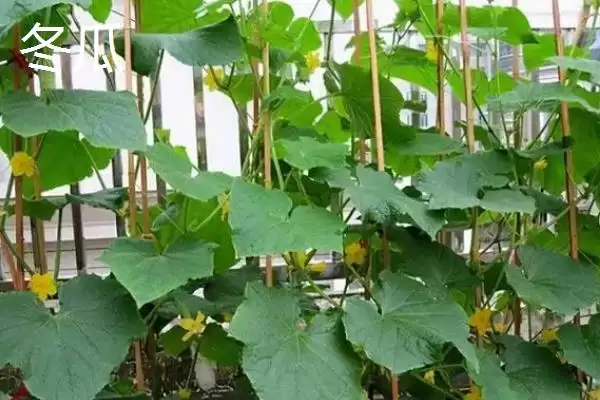 冬瓜籽快速发芽的方法,冬瓜籽如何快速发芽最直接的方法插图4 冬瓜籽快速发芽的方法,冬瓜籽如何快速发芽最直接的方法插图4