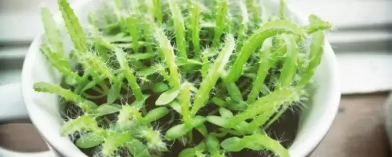 火龙果苗过冬埋土法能防寒,火龙果苗怎么过冬，这种方法可行吗？-会东网