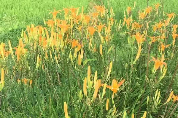 黄花菜种植技术种后补水很重要,黄花菜的种植技术,种植后要注意啥?插图4 黄花菜种植技术种后补水很重要,黄花菜的种植技术,种植后要注意啥?插图4