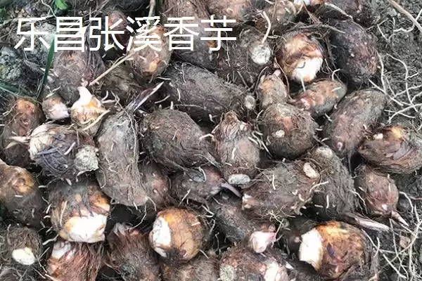 广东乐昌市的特产有哪些呢,北乡马蹄是广东乐昌闻名的特产吗插图3 广东乐昌市的特产有哪些呢,北乡马蹄是广东乐昌闻名的特产吗插图3