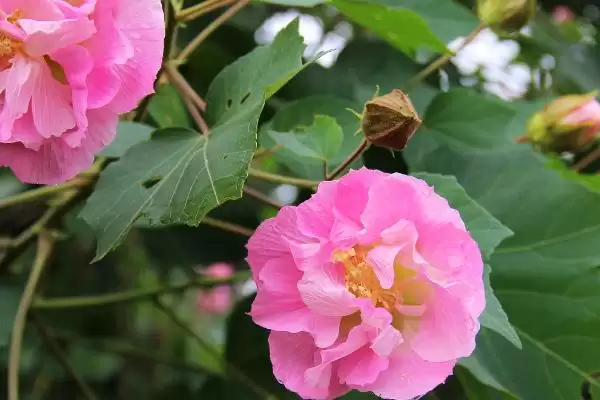 芙蓉花花语含义 ,芙蓉花的花语具有什么意义和内插图4 芙蓉花花语含义 ,芙蓉花的花语具有什么意义和内插图4