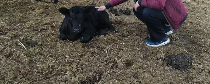 刚出生小牛拉稀治疗 ,刚出生几天的小牛拉稀该怎么治疗插图 刚出生小牛拉稀治疗 ,刚出生几天的小牛拉稀该怎么治疗插图