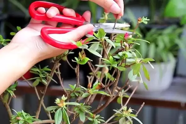 杜鹃花期后的管理方法,杜鹃花期后如何进行管理工作插图4
