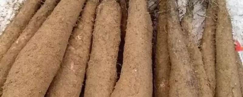广东阳山县的特产是什么呢,洞冠梨是广东阳山县特有的珍果吗插图 广东阳山县的特产是什么呢,洞冠梨是广东阳山县特有的珍果吗插图