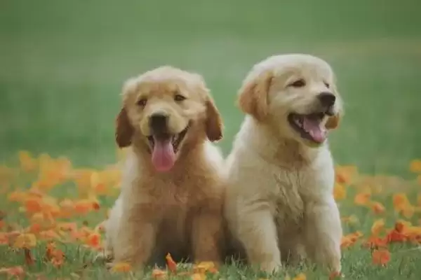 狗的启蒙教育包含什么,狗的启蒙教育有基本行为规范训练吗插图2 狗的启蒙教育包含什么,狗的启蒙教育有基本行为规范训练吗插图2