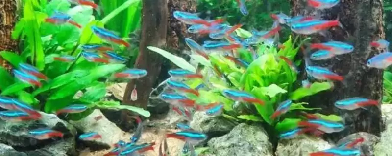 红绿灯鱼过多久才能长大呢,红绿灯鱼一般需要6-8个月才能长大吗插图 红绿灯鱼过多久才能长大呢,红绿灯鱼一般需要6-8个月才能长大吗插图