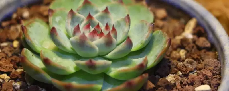 吉娃莲植物特征莲座叶盘紧凑,吉娃莲的特征,莲座叶盘和叶形特点?插图 吉娃莲植物特征莲座叶盘紧凑,吉娃莲的特征,莲座叶盘和叶形特点?插图