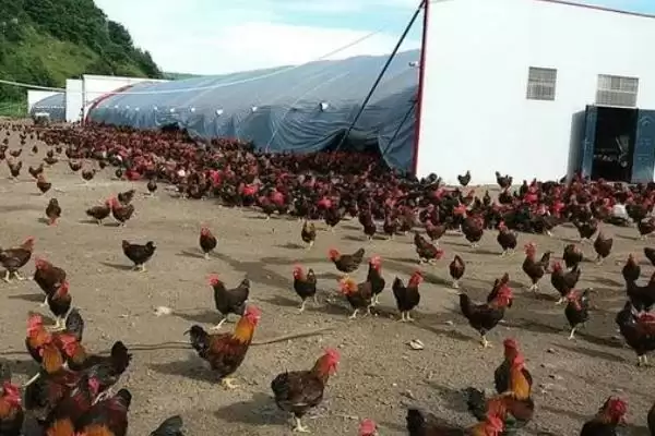冬季养鸡的保暖措施,冬季养鸡要给它们做哪些保暖措施插图3 冬季养鸡的保暖措施,冬季养鸡要给它们做哪些保暖措施插图3