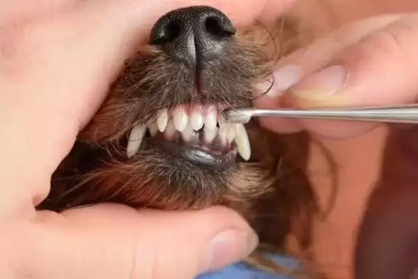 狗狗的牙龈炎怎样预防,狗狗预防牙龈炎需定期刷牙和清淡饮食吗插图3 狗狗的牙龈炎怎样预防,狗狗预防牙龈炎需定期刷牙和清淡饮食吗插图3