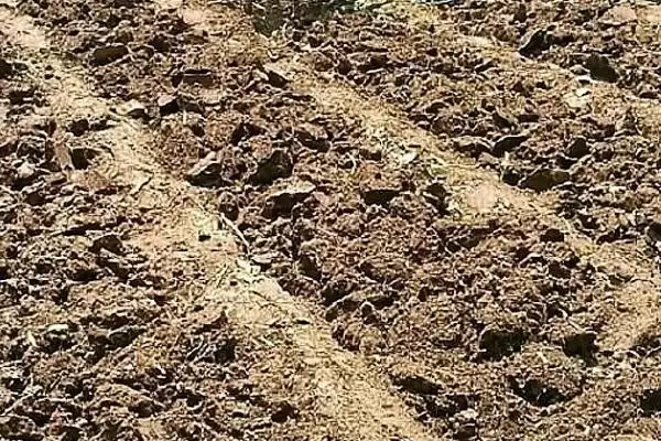 甘蔗种植技术方法 ,甘蔗的种植有哪些技术和方法插图6 甘蔗种植技术方法 ,甘蔗的种植有哪些技术和方法插图6