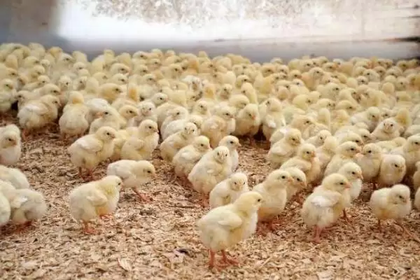 给小鸡喂食注意事项 ,给小鸡喂食有哪些需要注意的要点插图4