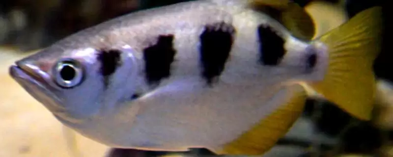 寡鳞射水鱼好不好饲养呢,寡鳞射水鱼性情温和容易饲养吗插图 寡鳞射水鱼好不好饲养呢,寡鳞射水鱼性情温和容易饲养吗插图