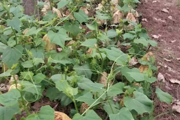 佛手瓜种植方法步骤 ,佛手瓜具体该如何进行种植插图6 佛手瓜种植方法步骤 ,佛手瓜具体该如何进行种植插图6