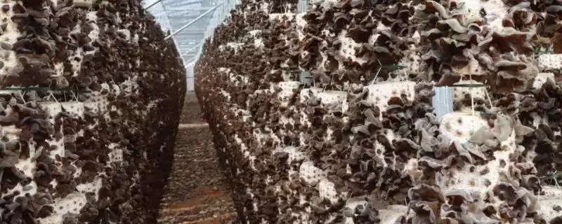 黑木耳螨虫如何防治好呢,黑木耳防治螨虫需接种前把控菌种质量吗插图 黑木耳螨虫如何防治好呢,黑木耳防治螨虫需接种前把控菌种质量吗插图