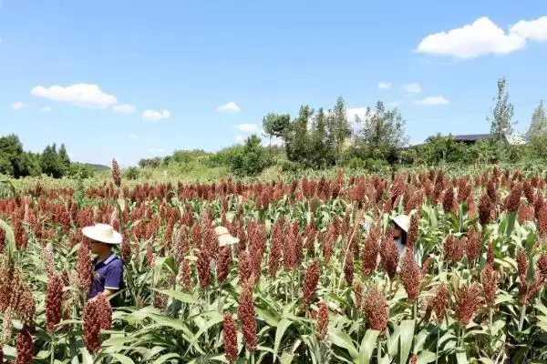 高粱种植株距行距 ,高粱种植的株距和行距是多少插图4 高粱种植株距行距 ,高粱种植的株距和行距是多少插图4